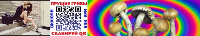 Купить где  Ершов  Псилоцибиновые грибы Cubensis 